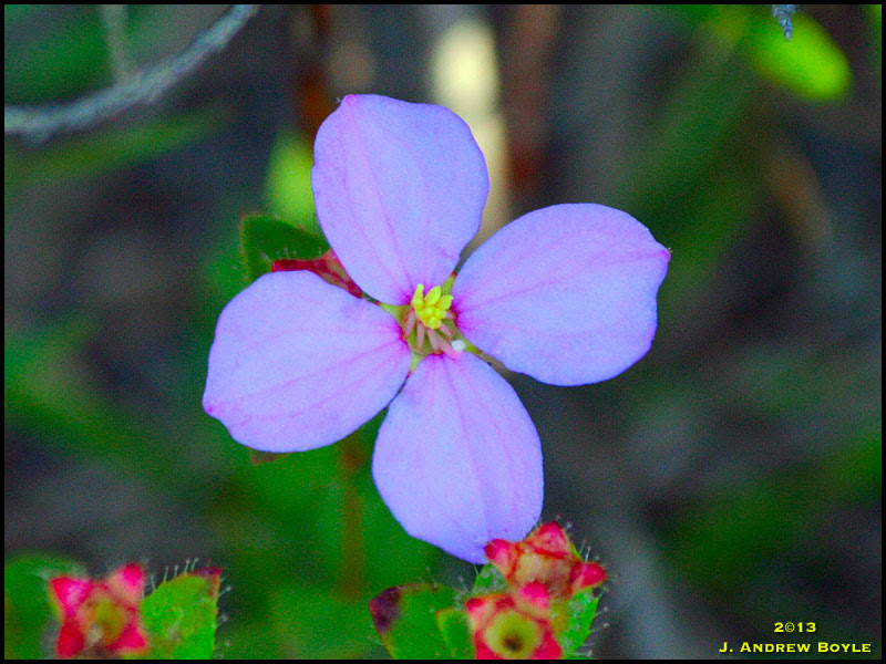 Purple Flower Purple Flower