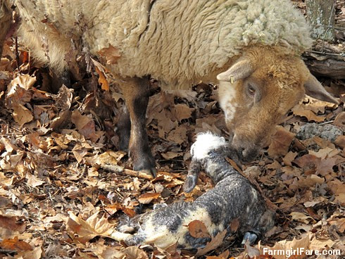 Helga cleaning up her newborn lambs (3) - FarmgirlFare.com