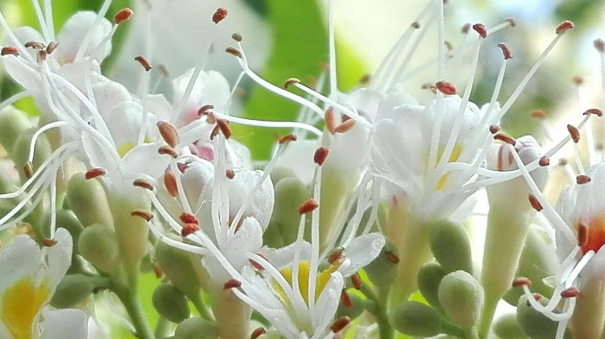 無料印刷可能菩提樹 種 最高の花の画像