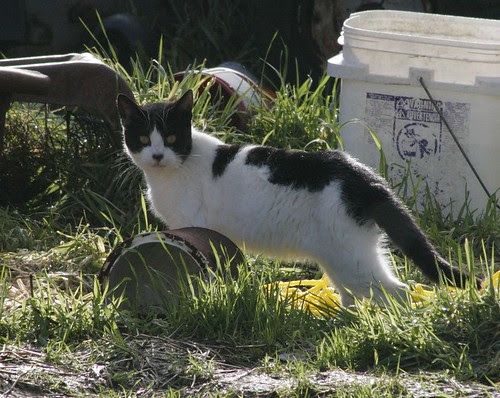 The Reemergence of Cow Cat 2