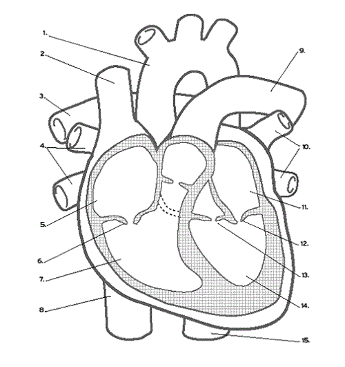 Unlabeled Diagram Of The Heart - Wiring Site Resource