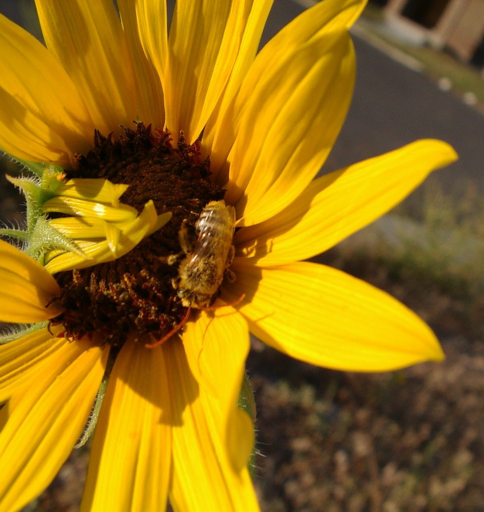 one bee and a sunflower