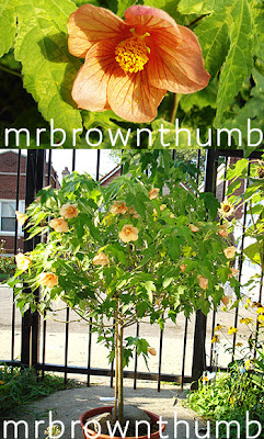 Flowering Maple, Standard Topiary, Urban Gardening, Easy Houseplant