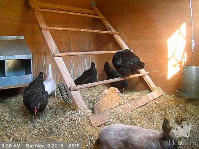 Wood shavings in chicken coop youngchick