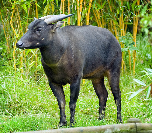 24 Gambar Fauna Sulawesi