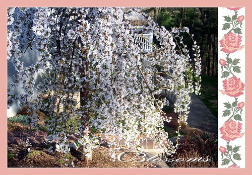 blossoms