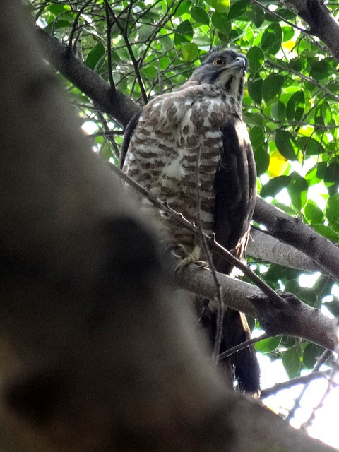 鳳頭蒼鷹/無限台南