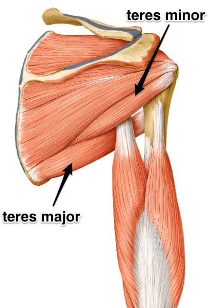The Teres Major Muscle