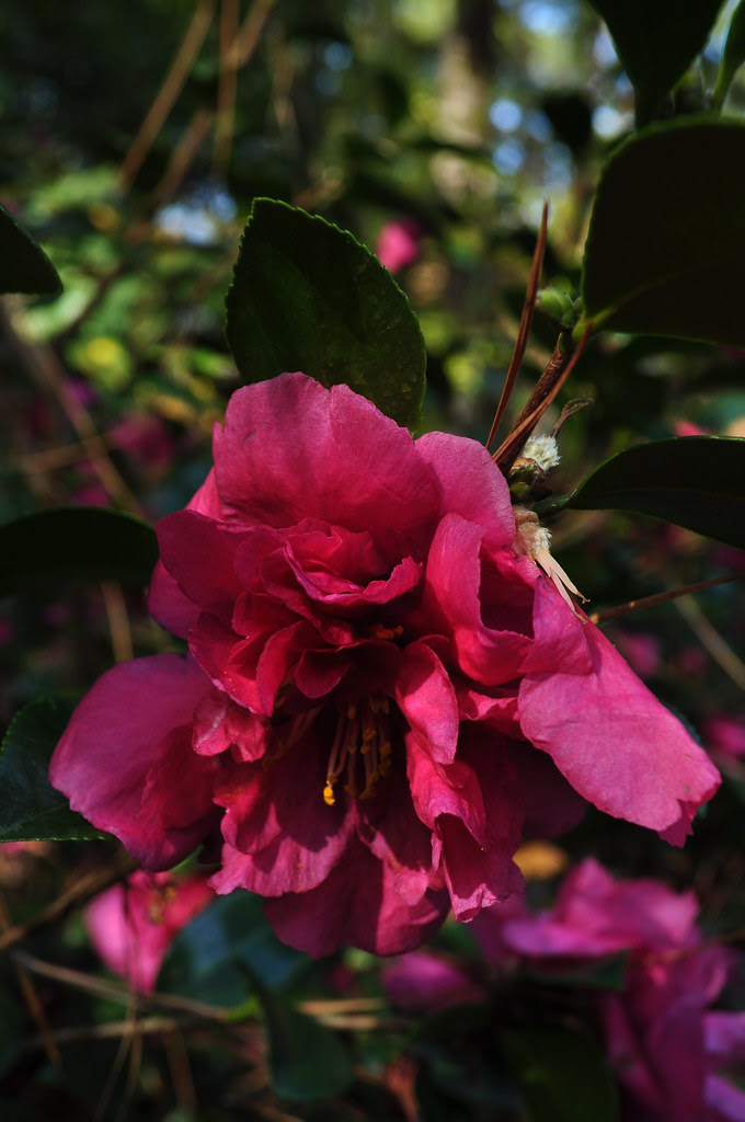 Camellia x hiemalis 'Bonanza' 1