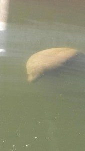 The manatee on the Delaware River Tuesday,  Credit: New Jersey Division of Fish and Wildlife