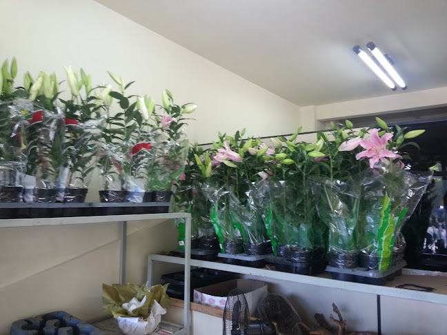 Avaliações sobre MAE FLORES em Belo Horizonte - Floricultura