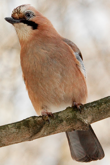 Сойка, Garrulus glandarius, Common jay, European jay