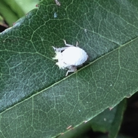 これまでで最高の小さな 白い 虫 美しい花の画像