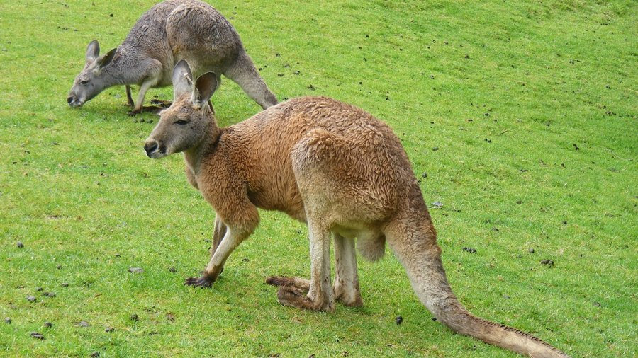 Kangaroo