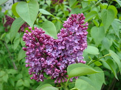 Lilas s'ouvrent dehors-1