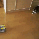 Maru el gato que juega con 2 cajas