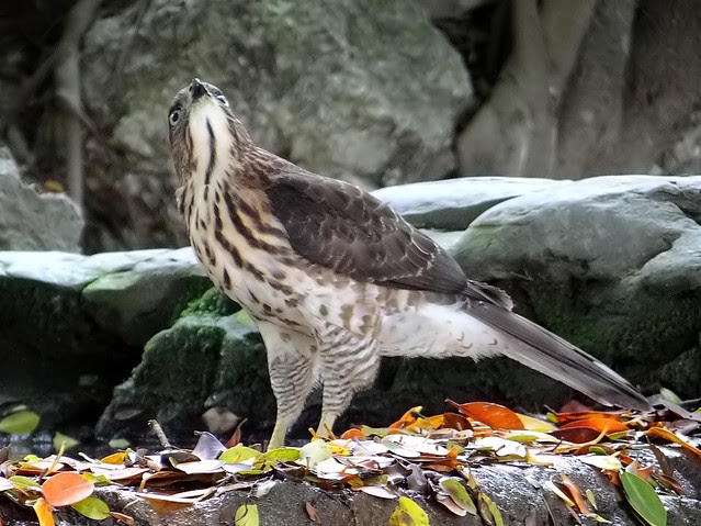 鳳頭蒼鷹/無限台南