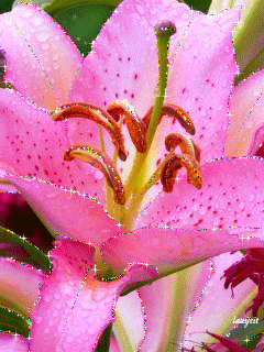 Красавица лилия