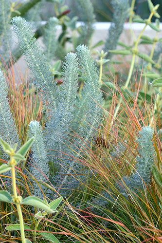 Athanasia, Stipa, Phlomis