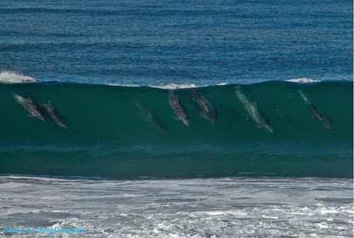 Surfing Dolphins Mission Beach
