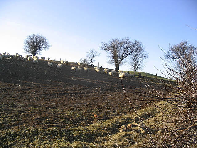 File:Sheep in turnip field - geograph.org.uk - 327375.jpg