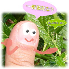 無限台南/寬腹螳螂