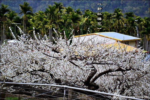 新社梅花森林 新社梅花森林
