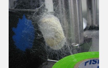 Photo of a silkworm cocoon spun in a lab at Tufts University.