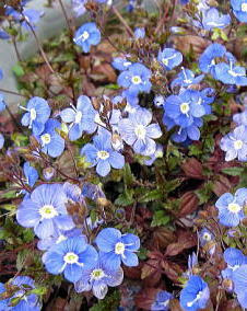 エレガントヴェロニカ 花 最高の花の画像