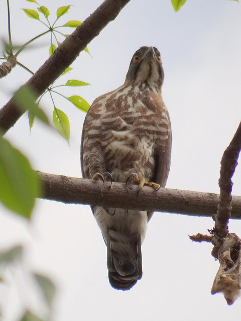 鳳頭蒼鷹/無限台南