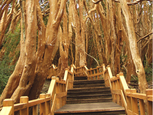 Bosque Los Arrayanes a bordo del Catamarán Futaleufu
