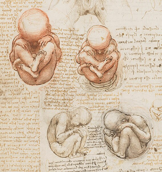 File:Views of a Foetus in the Womb.jpg