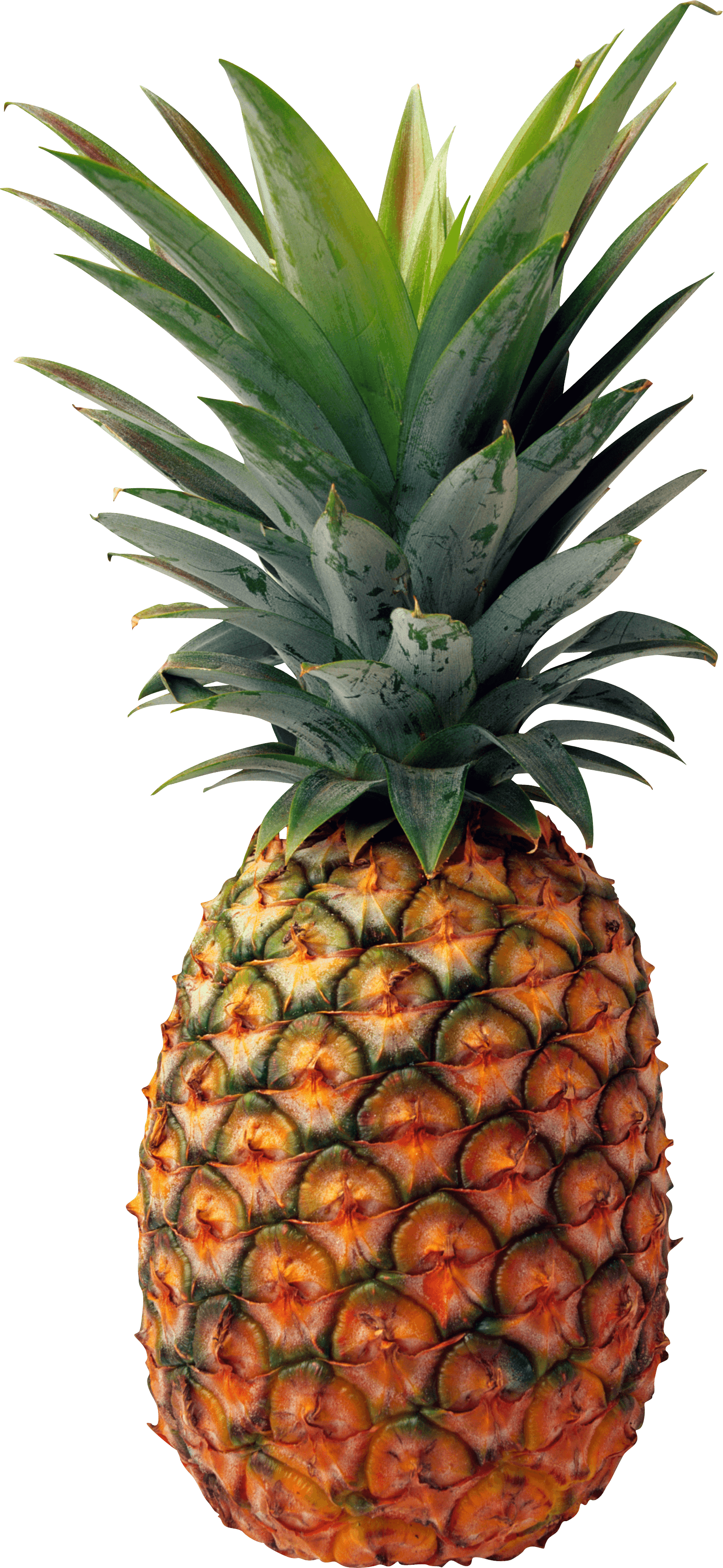 Pineapple PNG Images Transparent Free Download | PNGMart.com