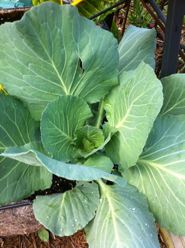 garden3