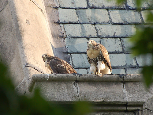 Red-Tail Fledglings