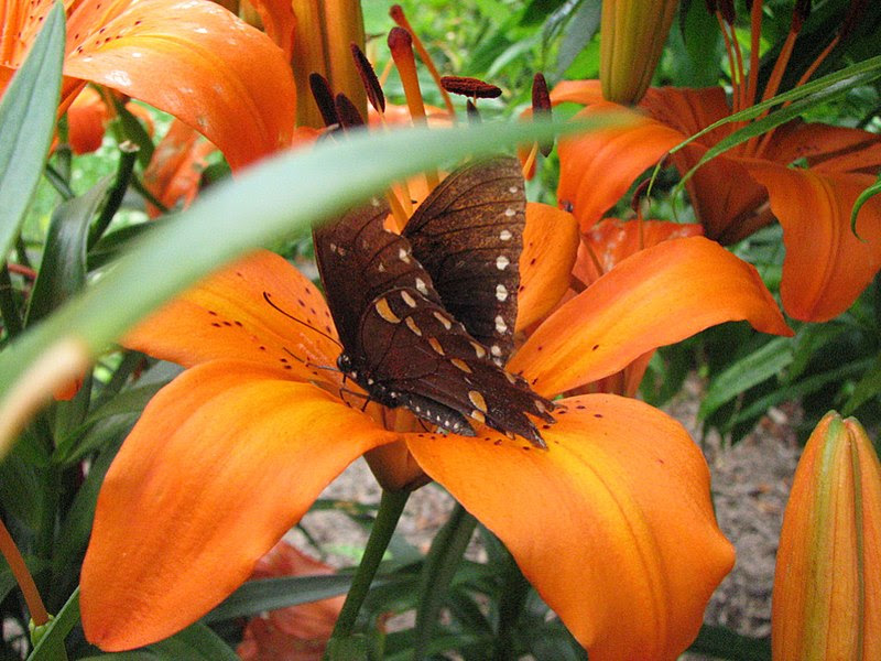 File:Butterfly On A Tiger Lily (174107415).jpg