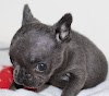 Chunk – 5-6 week old male French Bulldog
