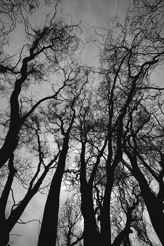 twisty-tree-silhouettes
