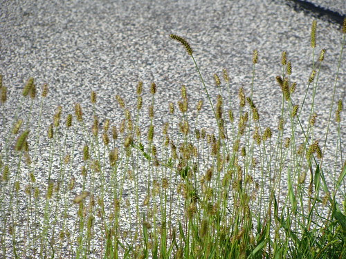 DSC00391