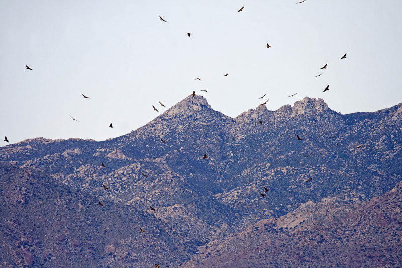 Flock of Swainson's Hawks over Borrego Springs