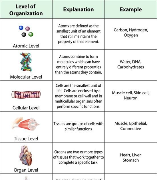 levels-of-organization-worksheet-answers