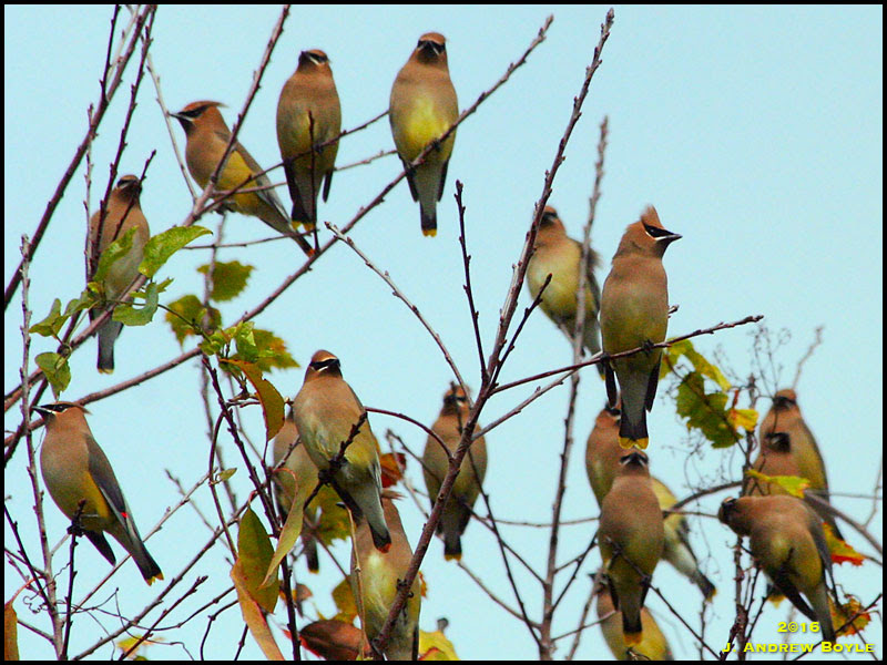 Cedar Waxwing Cedar Waxwing
