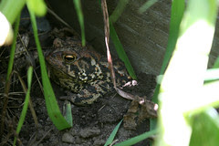 toad 056