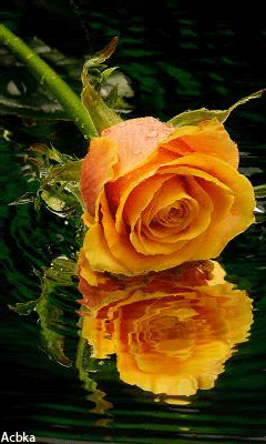 Желтая роза вар2