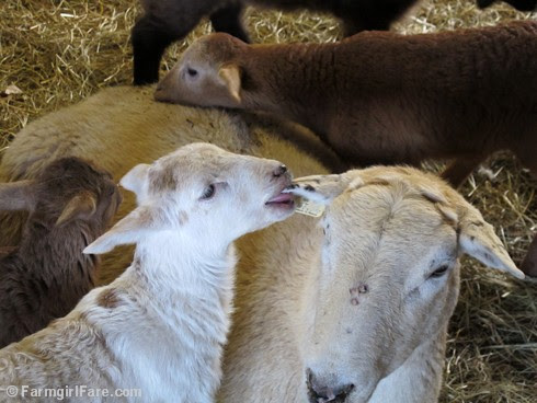 Clare Elizabeth and her triplet lambs 2 - FarmgirlFare.com