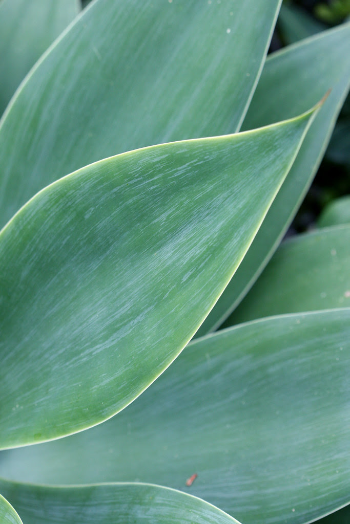 agave attenuata