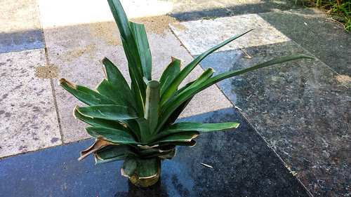 Pineapple Growing Part2