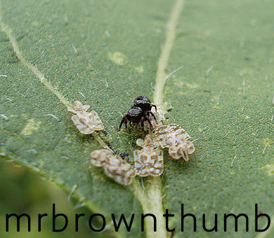 Lace Bugs and Spider on Sunflower Leaf