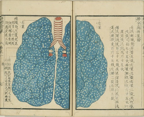 Kaitai Hatsumou - lungs
