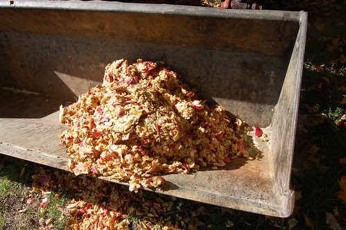 Apple mash leftover from pressing by Eve Fox, Garden of Eating blog, copyright 2010